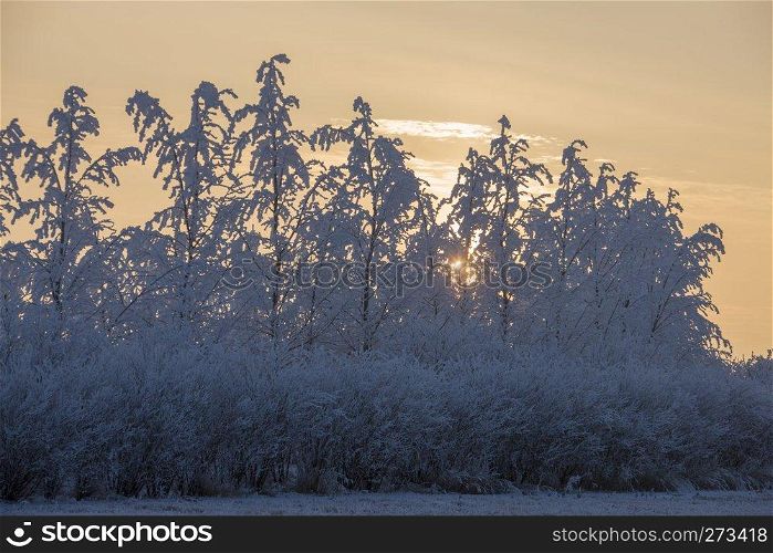 Winter Frost Saskatchewan Canada ice storm sunrise