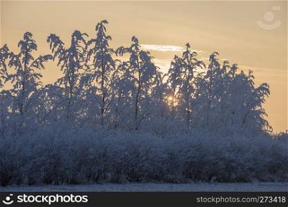 Winter Frost Saskatchewan Canada ice storm sunrise