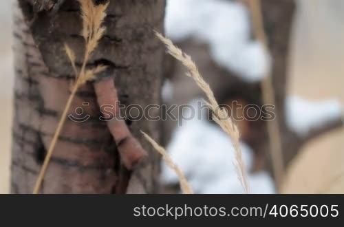 winter grass at a tree. nature background.