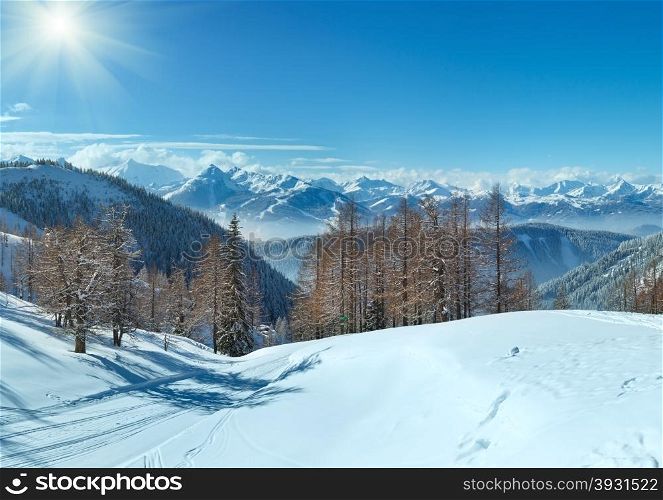 Winter grove near Dachstein mountain massif and ski run (Austria)