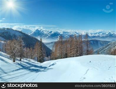 Winter grove near Dachstein mountain massif and ski run (Austria)