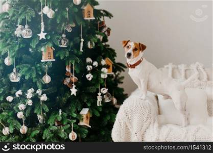 Winter holiday and domestic atmosphere concept. Jack russell terrier dog poses near decorated Christams tree on armchair with white plaid.
