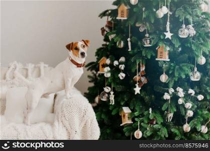 Winter holiday and domestic atmosphere concept. Jack russell terrier dog poses near decorated Christams tree on armchair with white plaid.
