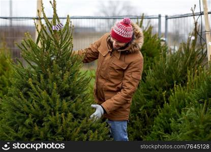 winter holidays, sale and people concept - happy smiling man choosing or selling christmas tree at street market. happy man choosing christmas tree at market