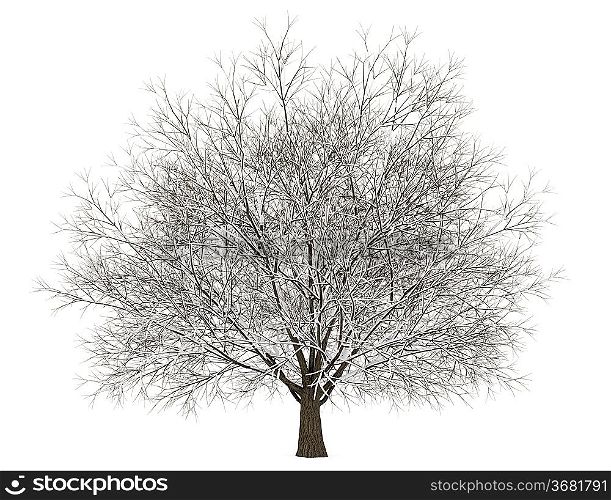 winter hornbeam tree isolated on white background