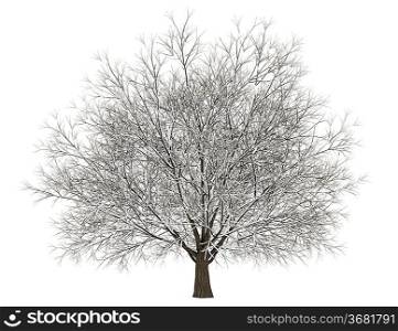 winter hornbeam tree isolated on white background