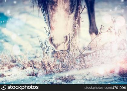Winter horse eating grass under the snow, close up