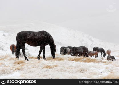 Winter. Horses grazing on the slopes of the North Caucasus, Russia.&#xA;