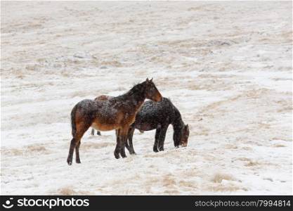 Winter. Horses grazing on the slopes of the North Caucasus, Russia.&#xA;