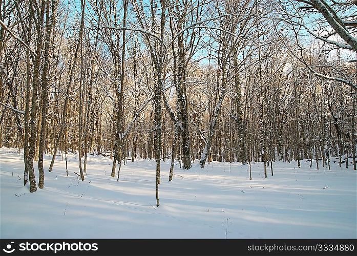 Winter icy forest