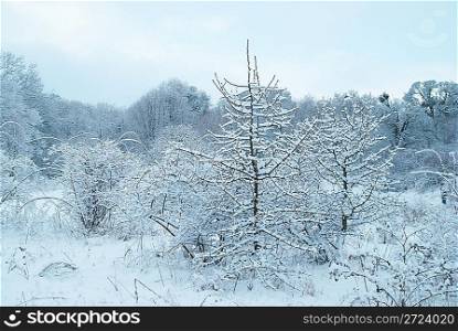 Winter icy forest with beautiful trees