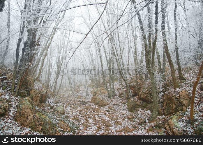 Winter icy forest with beautiful trees