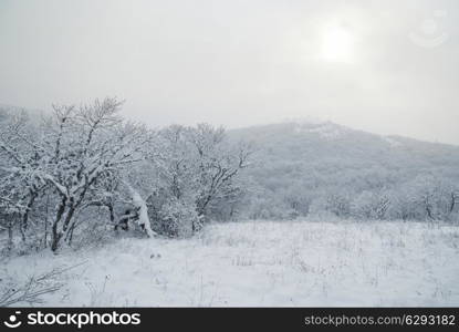 Winter icy forest with beautiful trees