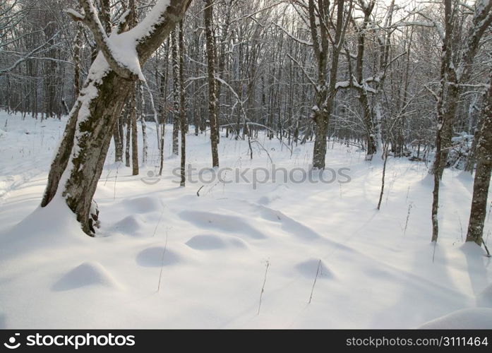 Winter icy landscape with bright shining day