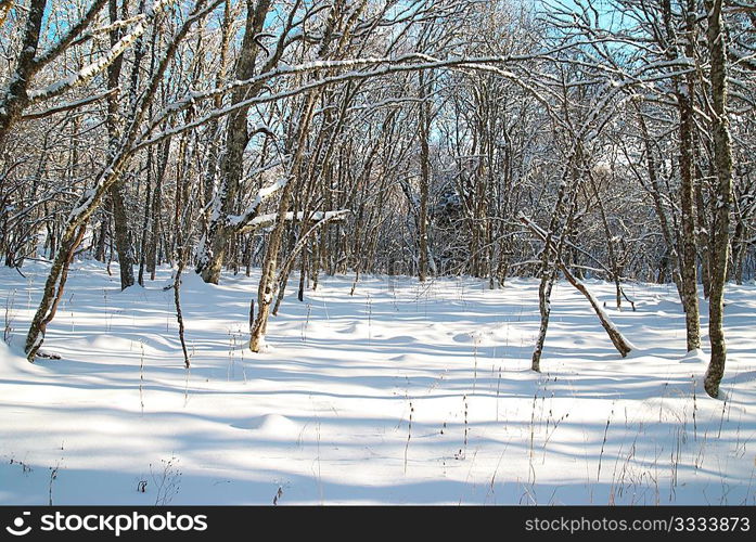 Winter icy landscape with bright shining day