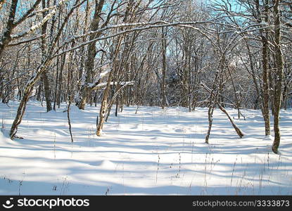 Winter icy landscape with bright shining day