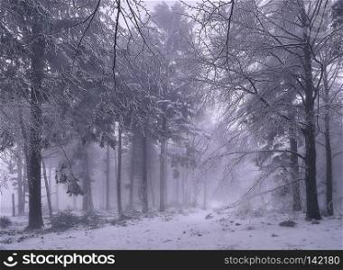Winter in forest.