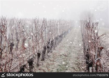 Winter in France. Vineyard rows in snowfall. Stunning fairy natural landscape. Christmas mood. Monochromatic neutral tones with natural light