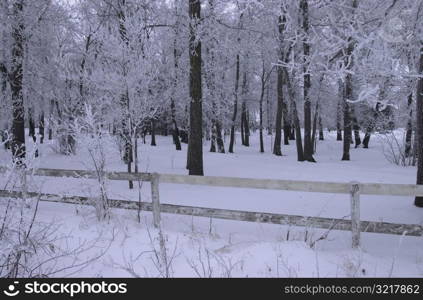 winter in Manitoba, prairie scene