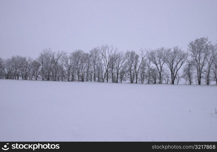 winter in Manitoba, prairie scene