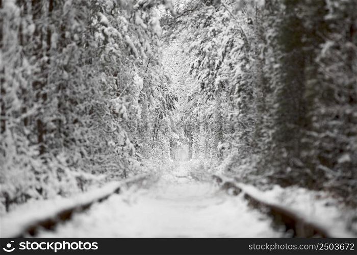winter in Natural Tunnel of Love with Railway Road. Klevan, Ukraine. picturesque frozen forest with snow covered spruce and pine trees. winter woodland. . High quality photo.. winter in Natural Tunnel of Love with Railway Road. Klevan, Ukraine. picturesque frozen forest with snow covered spruce and pine trees. winter woodland. . High quality photo