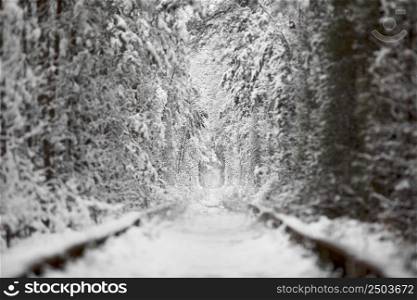 winter in Natural Tunnel of Love with Railway Road. Klevan, Ukraine. picturesque frozen forest with snow covered spruce and pine trees. winter woodland. . High quality photo.. winter in Natural Tunnel of Love with Railway Road. Klevan, Ukraine. picturesque frozen forest with snow covered spruce and pine trees. winter woodland. . High quality photo
