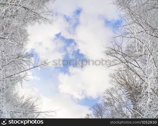 winter in the forest. taiga