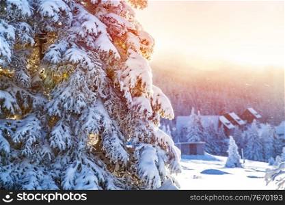 Winter in the mountains, beautiful landscape, big coniferous tree covered with snow, mountainous village, luxury wintertime resort, Alps, Europe