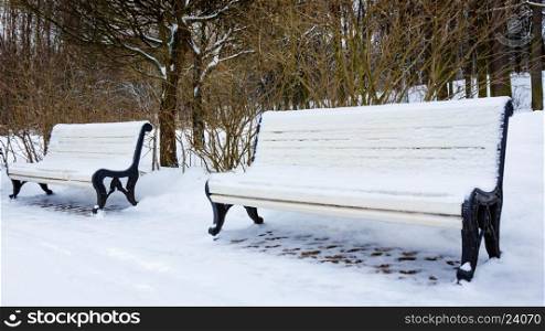 Winter in the park. Benches in the winter city park