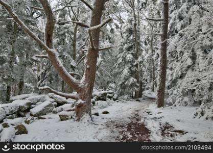 winter in the vosges mountains