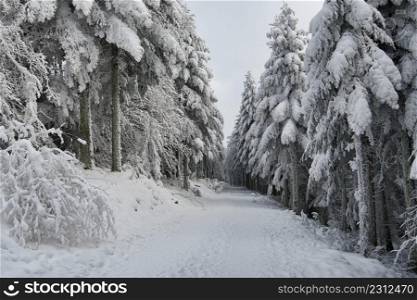winter in the vosges mountains in france