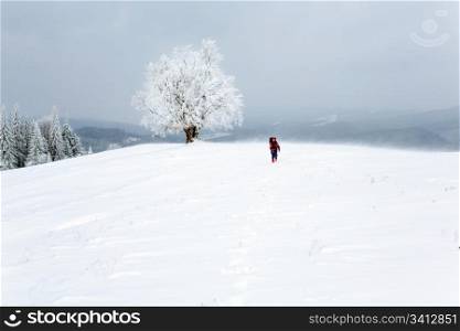 winter inclement dull day mountain landscape with snowy trees and woman tourist on hill