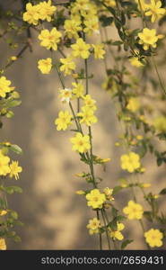 Winter jasmine