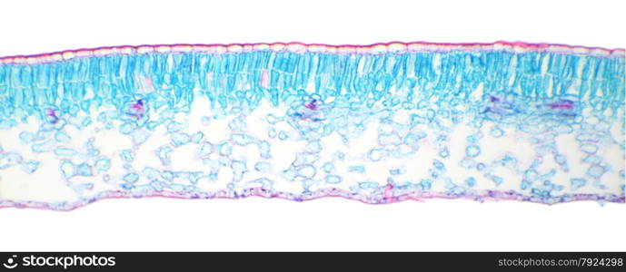 Winter Jasmine leaf under a microscope (Leaf of Winter Jasmine C.S.) (Jasminum nudiflorum), 100x