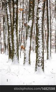 Winter landcsape from a oak forest