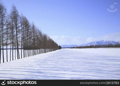 Winter landscape