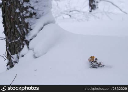 Winter landscape