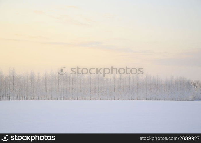 Winter landscape