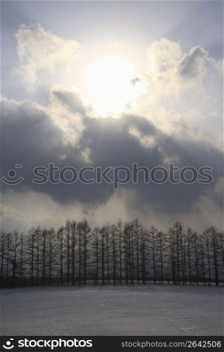 Winter landscape