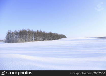 Winter landscape