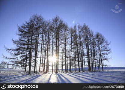 Winter landscape