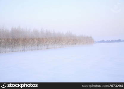 Winter landscape