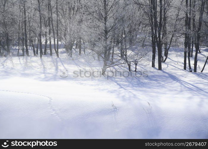 Winter landscape