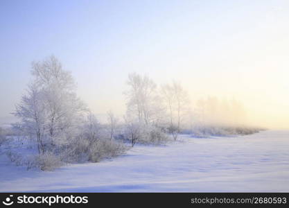 Winter landscape