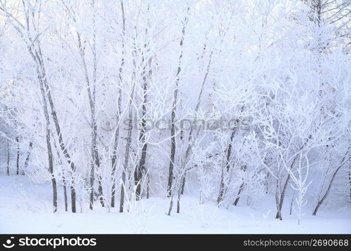 Winter landscape