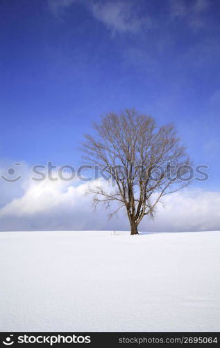 Winter landscape