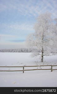 Winter landscape