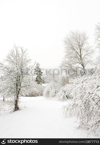 Winter landscape