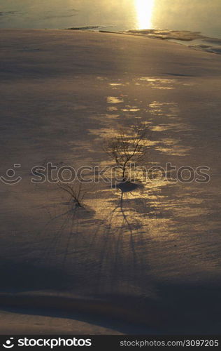 Winter landscape