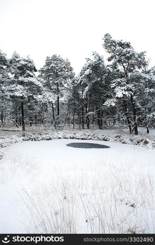 Winter landscape